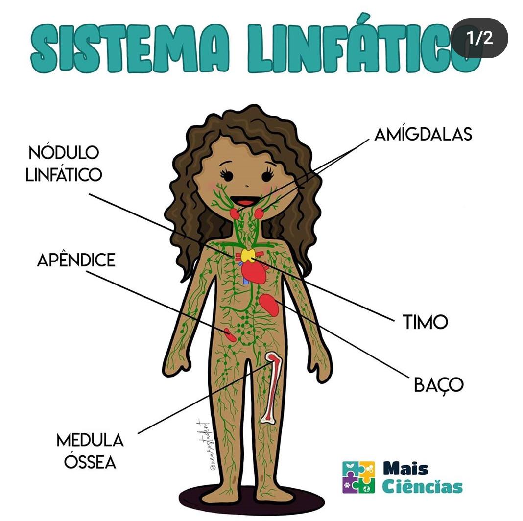 MAPA MENTAL SISTEMA LINFÁTICO Ciência Hotmart 42 OFF