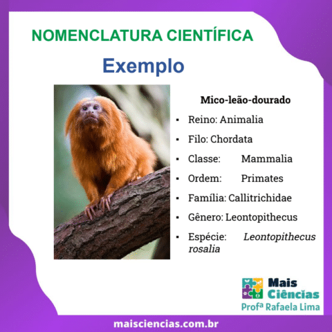 Nomenclatura Científica - Mais Ciências - Professora Rafaela Lima ...